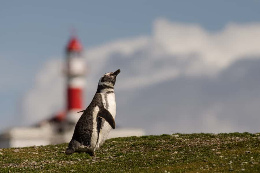 Punta Arenas: Walk with Penguins on Magdalena & Marta Island - What to bring and how to prepare