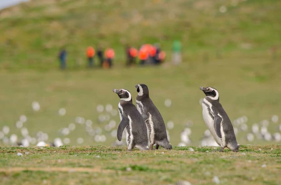 Punta Arenas: Walk with Penguins on Magdalena & Marta Island - Why Magdalena Island feels different from a zoo visit