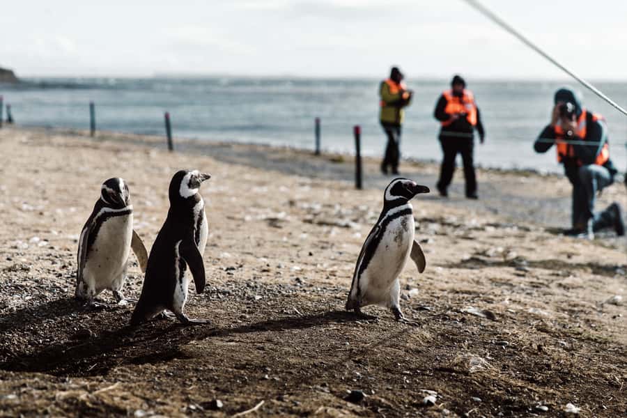 Punta Arenas: Walk with Penguins on Magdalena & Marta Island - The one-hour penguin walk on Magdalena Island