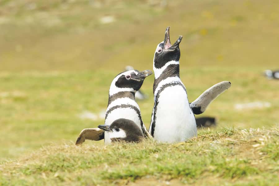 Punta Arenas: Walk with Penguins on Magdalena & Marta Island - Marta Island and the sea lion colony