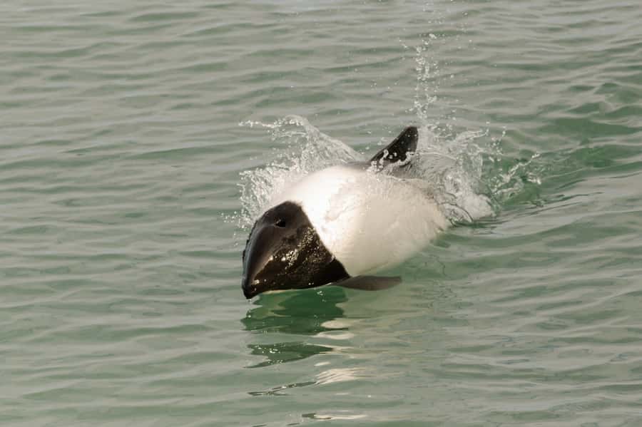 Punta Arenas: Walk with Penguins on Magdalena & Marta Island - Birds, dolphins, and the chance of whales