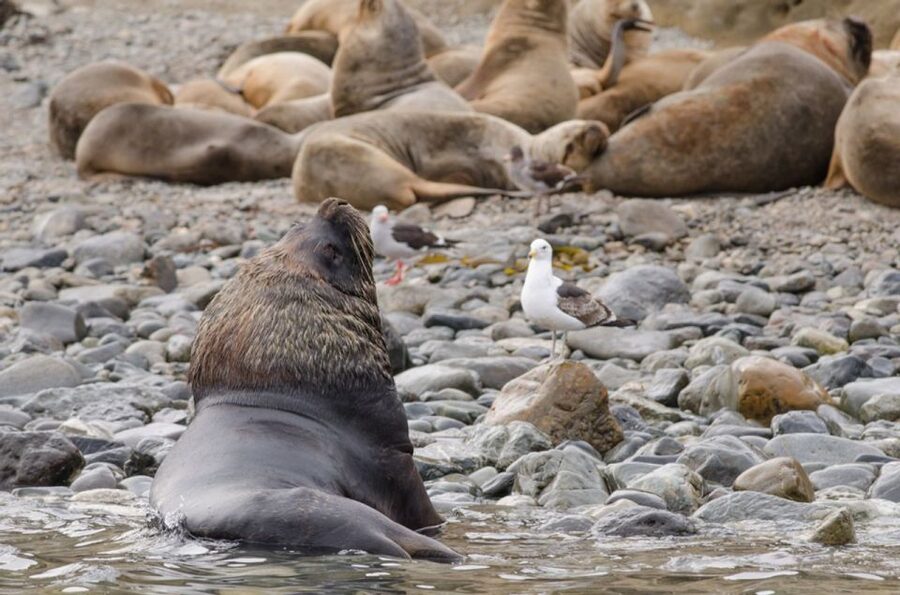 Punta Arenas: Walk with Penguins on Magdalena & Marta Island - Group size, boats, and the comfort question