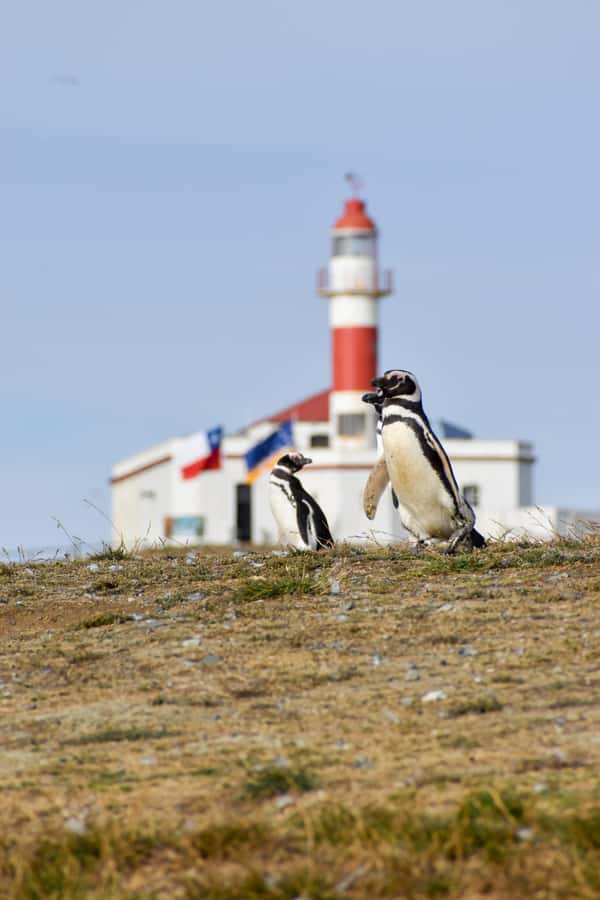 Punta Arenas: Walk with Penguins on Magdalena & Marta Island - Who should choose this excursion?
