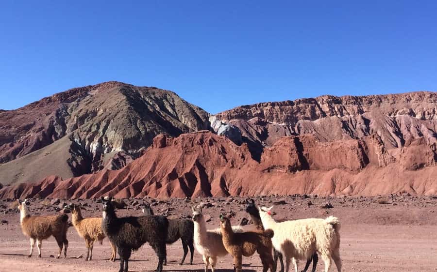 Rainbow Valley Tour + Petroglyphs (Yerbas Buenas) - Key points at a glance