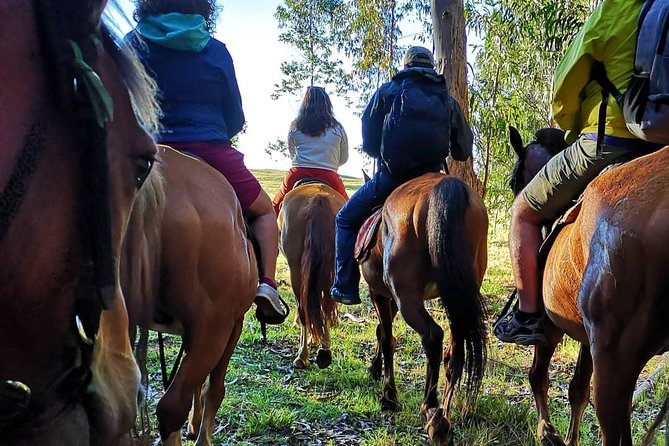 Ride to the highest point on the island for sunset - The eucalyptus forest gives the ride its first character