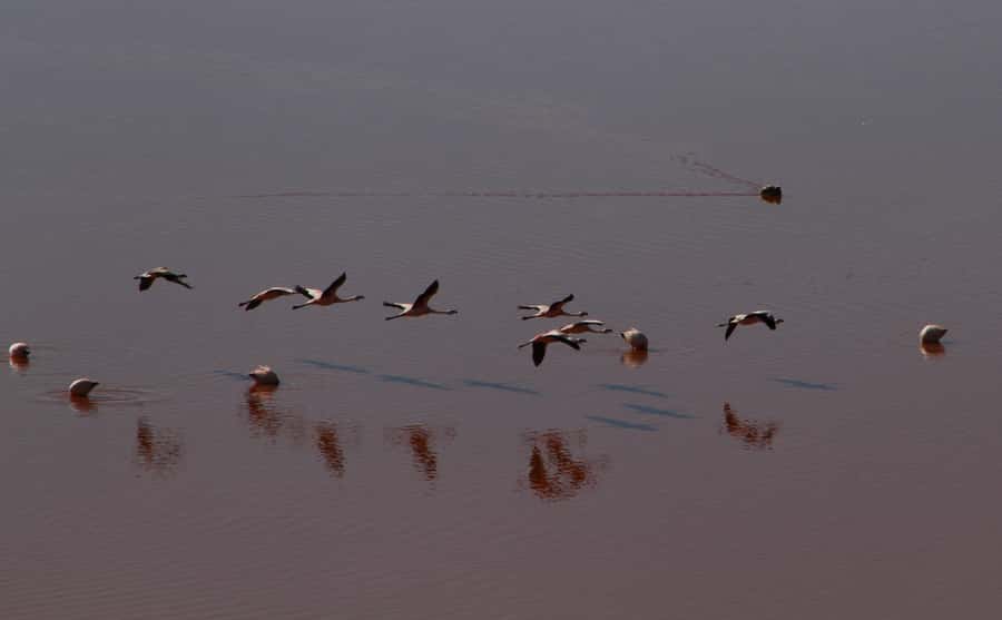 Roundtrip to the Uyuni Salt Flat and the Colored Lagoons - Salt hotels and the first night near Villamar