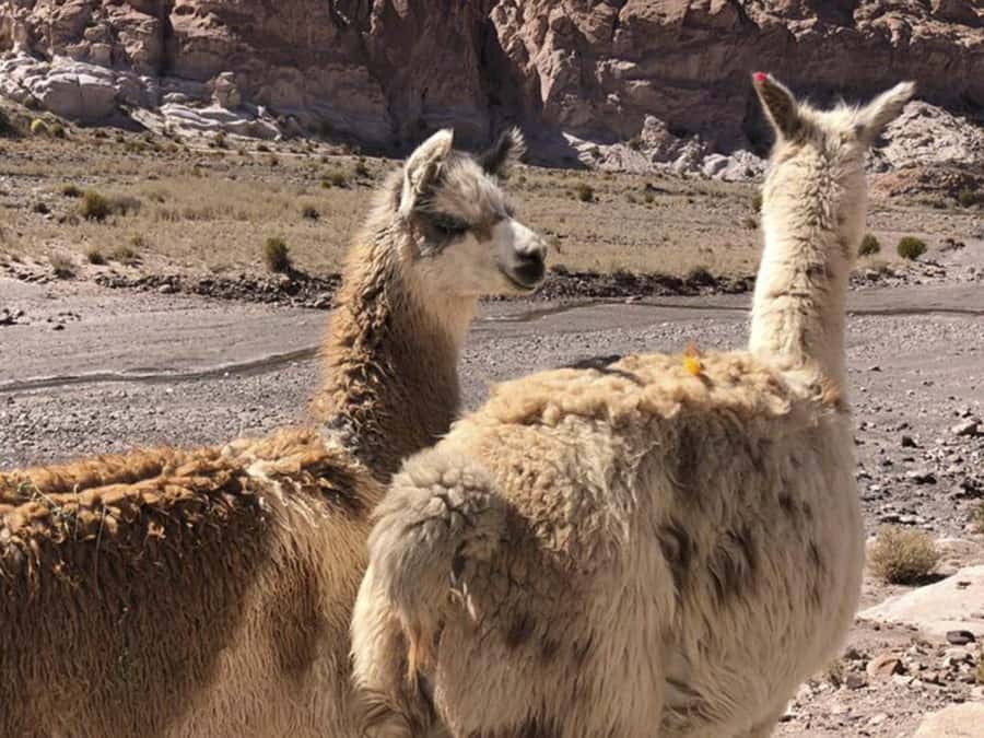 Roundtrip to the Uyuni Salt Flat and the Colored Lagoons - Day four: Incahuasi Island and the great white salt flat