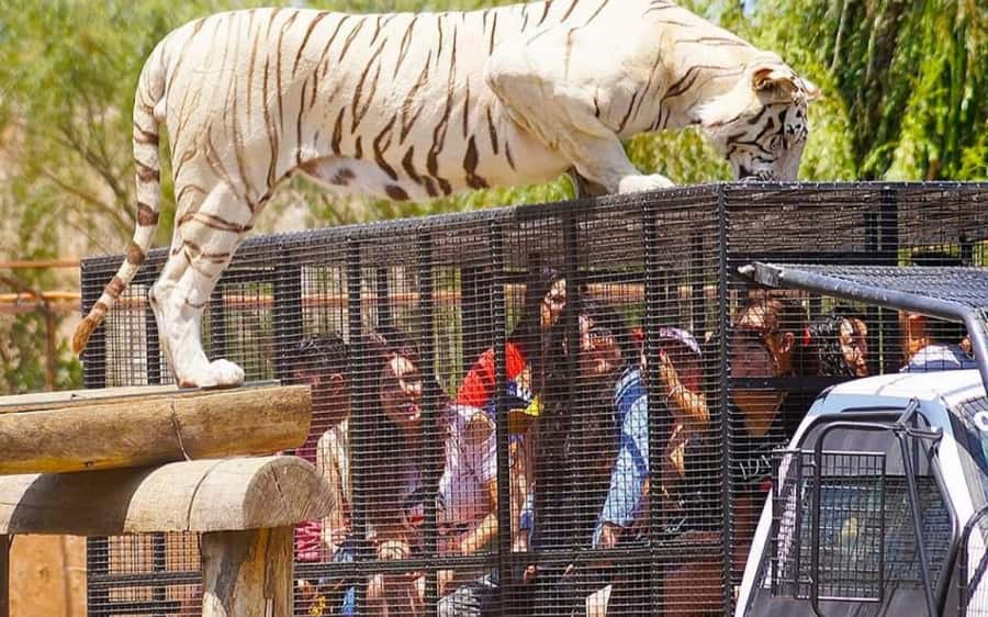 SAFARI PARK-TOUR RANCAGUA : CHILE - A nine-hour day built around two safari visits