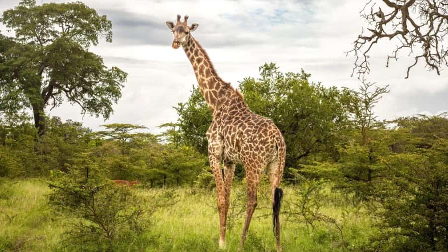 SAFARI PARK-TOUR RANCAGUA : CHILE - The herbivore visit: a better match for hands-on families