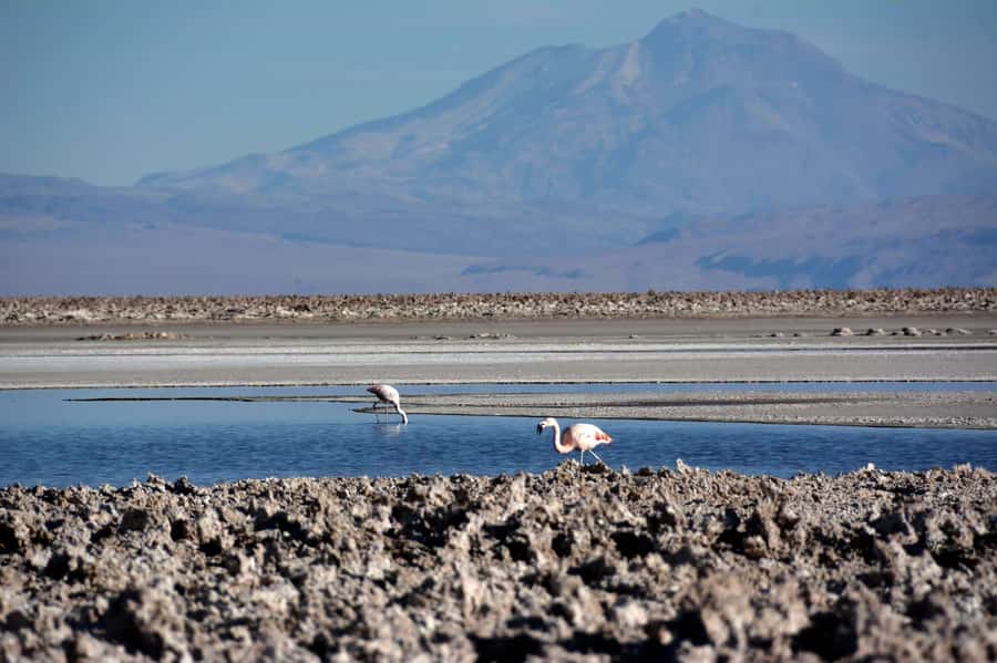 Salar de Atacama and altiplanic lagoons - Miscanti and Miñiques Lagoons at 4,200 meters