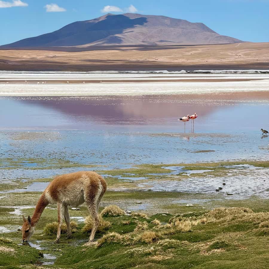 San Pedro de Atacama: 3 D. Tour Uyuni and Back to San Pedro - Should you book Koa Travel’s Uyuni loop?