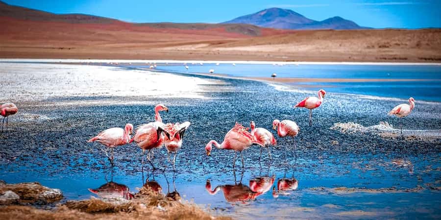 San Pedro de Atacama Day Trip: Atacama Desert and Salt Flats - Why this 7-hour Atacama route works