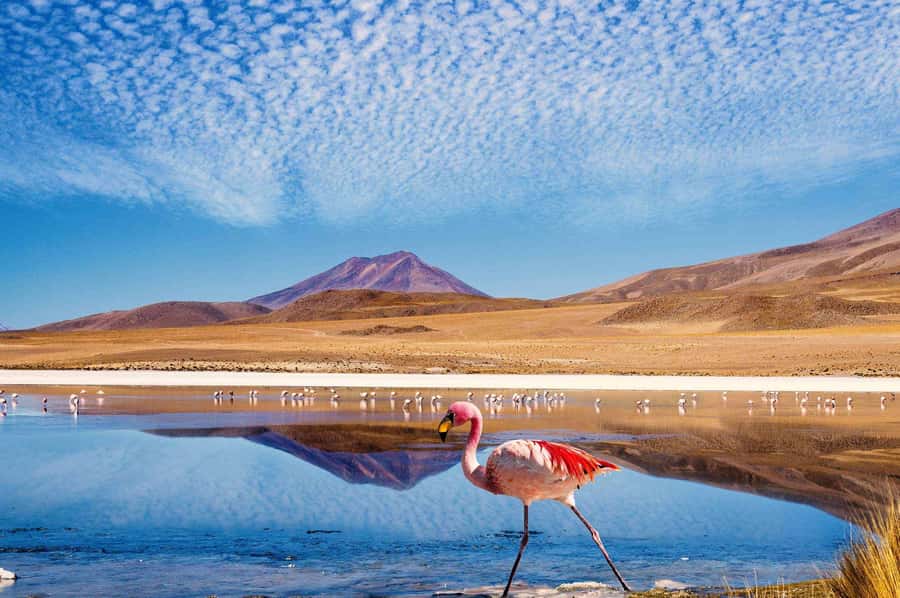 San Pedro de Atacama Day Trip: Atacama Desert and Salt Flats - The Quepiacó River and a lesson in desert life