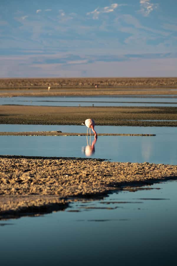 San Pedro de Atacama: Red Rocks & Altiplano Lagoons Day Trip - A full day across the Atacama’s red rocks and high lakes