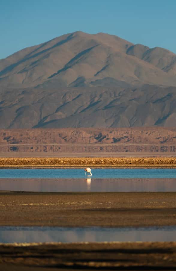 San Pedro de Atacama: Red Rocks & Altiplano Lagoons Day Trip - Chaxa Lagoon and the flamingos of the salt flat