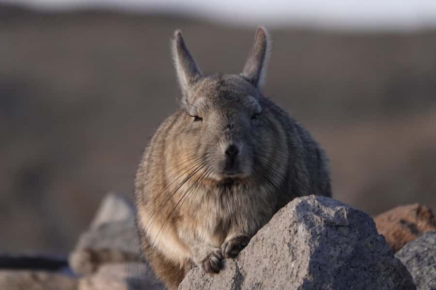 San Pedro de Atacama: Wildlife Safari and Photography Tour - Key points to know before booking