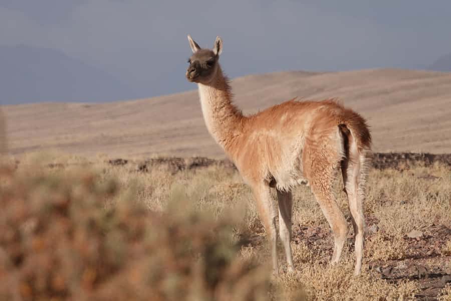 San Pedro de Atacama: Wildlife Safari and Photography Tour - Why this Atacama safari is different