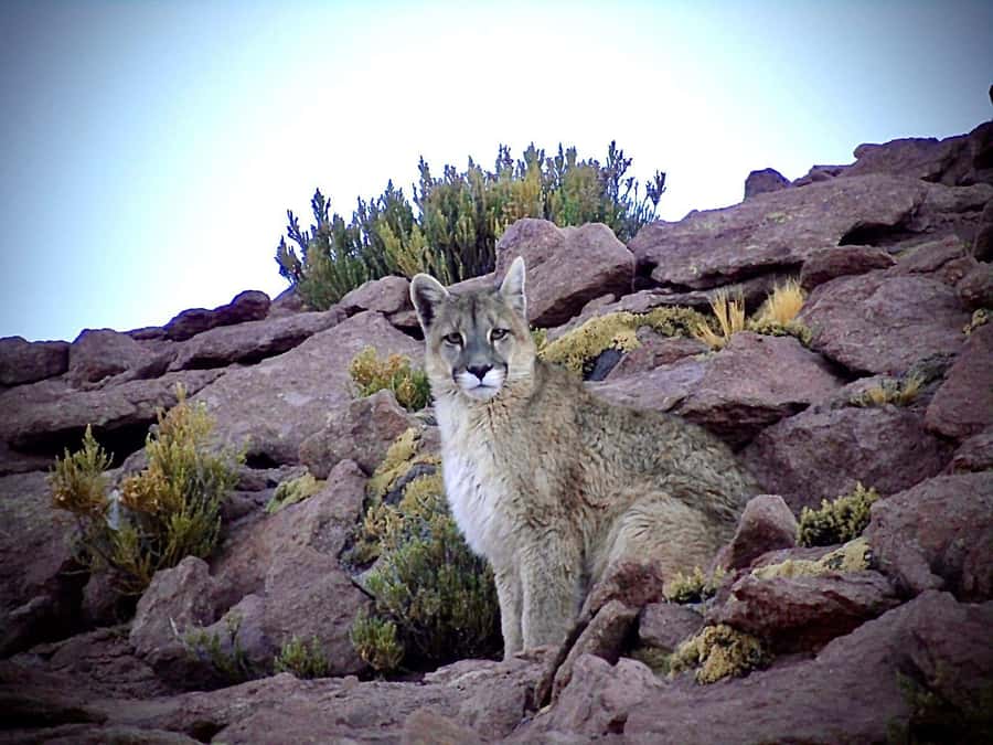 San Pedro de Atacama: Wildlife Safari and Photography Tour - Machuca wetlands and the short wildlife walk