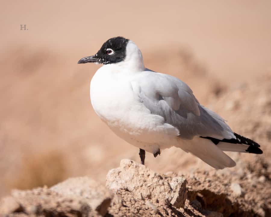 San Pedro de Atacama: Wildlife Safari and Photography Tour - Putana Vade and the 360-degree highland view