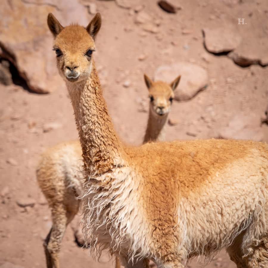 San Pedro de Atacama: Wildlife Safari and Photography Tour - Juan Pablo’s role in finding the animals