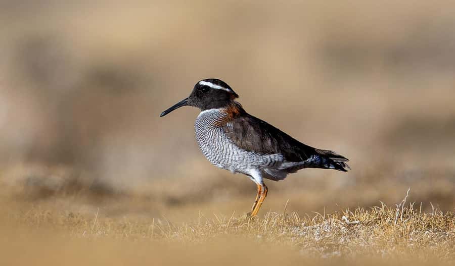 San Pedro de Atacama: Wildlife Safari and Photography Tour - Who should book this four-hour outing
