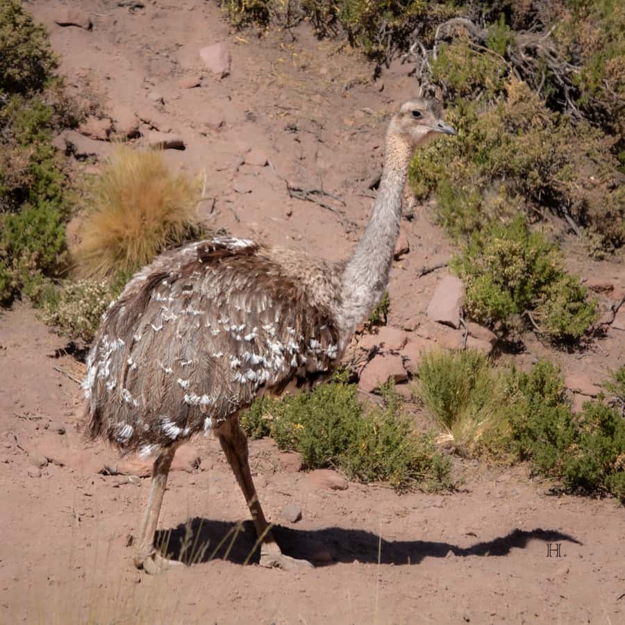 San Pedro de Atacama: Wildlife Safari and Photography Tour - Should you book the On Safari Atacama trip?