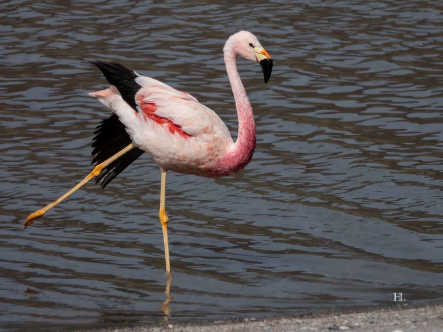 San Pedro de Atacama: Wildlife Safari and Photography Tour - From San Pedro to Quirquincho Pass