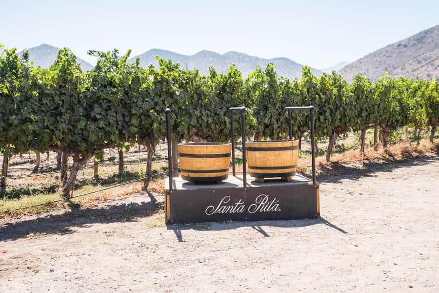 Santa Rita: Tour + Premium Wine Tasting + Private Transport - Why Santa Rita Works as a Half-Day Trip from Santiago