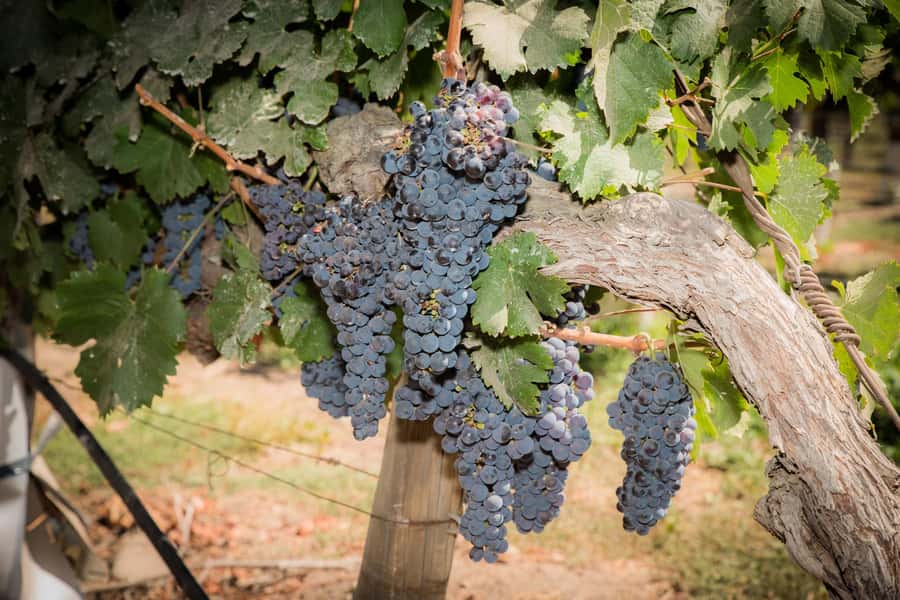 Santa Rita: Tour + Premium Wine Tasting + Private Transport - Arriving at Santa Rita’s Historic Estate