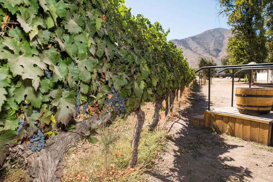 Santa Rita: Tour + Premium Wine Tasting + Private Transport - The Wooden Cheese Board and Engraved Glass