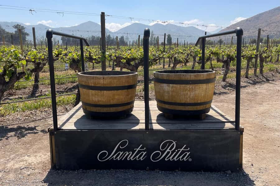 Santa Rita Vineyard Tour: History, Wine, and Outdoor Picnic - From grapes to bottles in 45 minutes