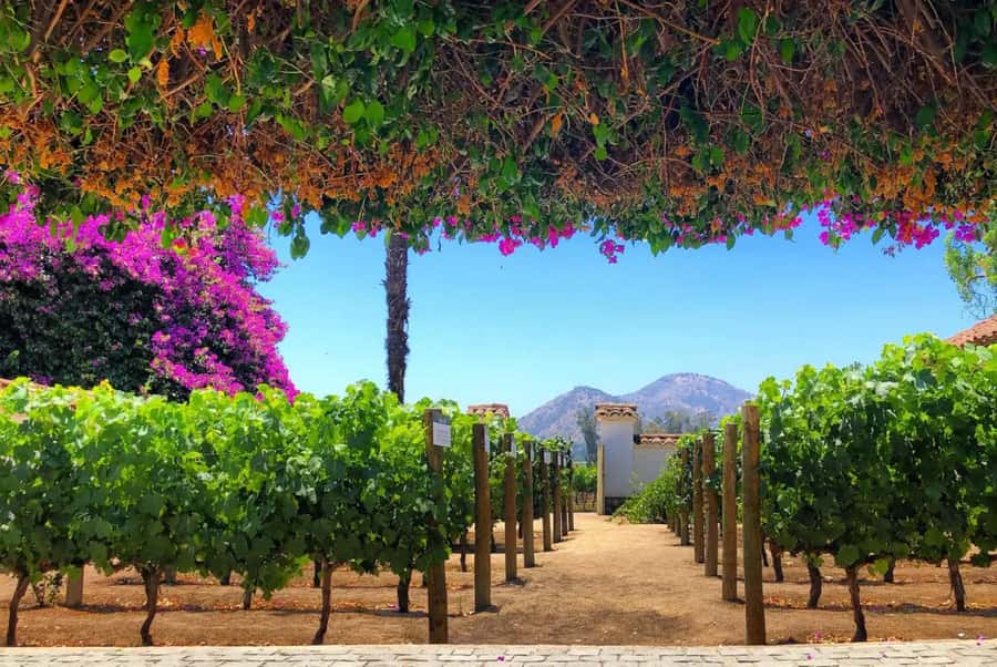 Santa Rita Vineyard Tour: History, Wine, and Outdoor Picnic - A first look at Centenary Park and the estate