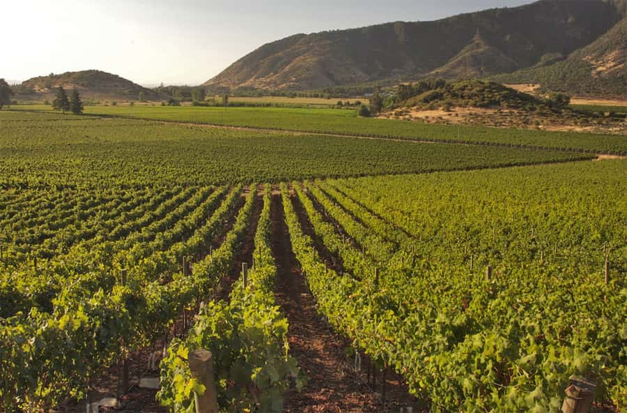 Santiago: Concha y Toro and Undurraga Vineyards Tour - The long lunch break and the missing middle