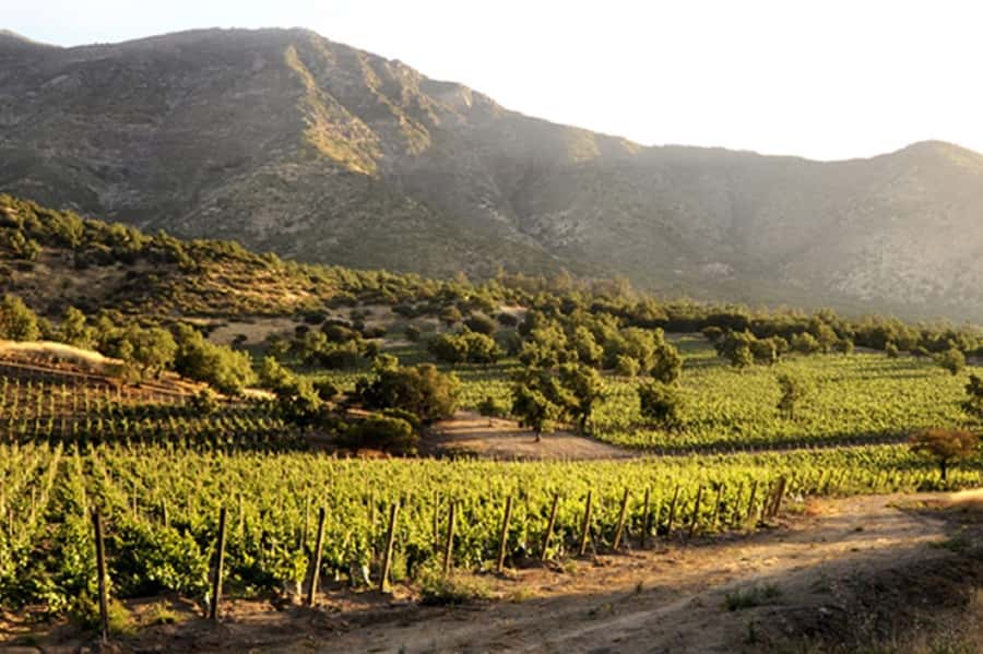 Santiago: Concha y Toro Winery 4–Hour Tour & Sommelier Class - The language and service concern you should take seriously