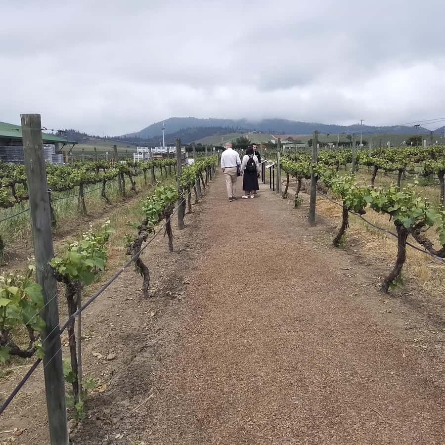 Santiago: Cousiño Macul Vineyard Premium Tasting Tour - The 1856 cellar is the historical heart