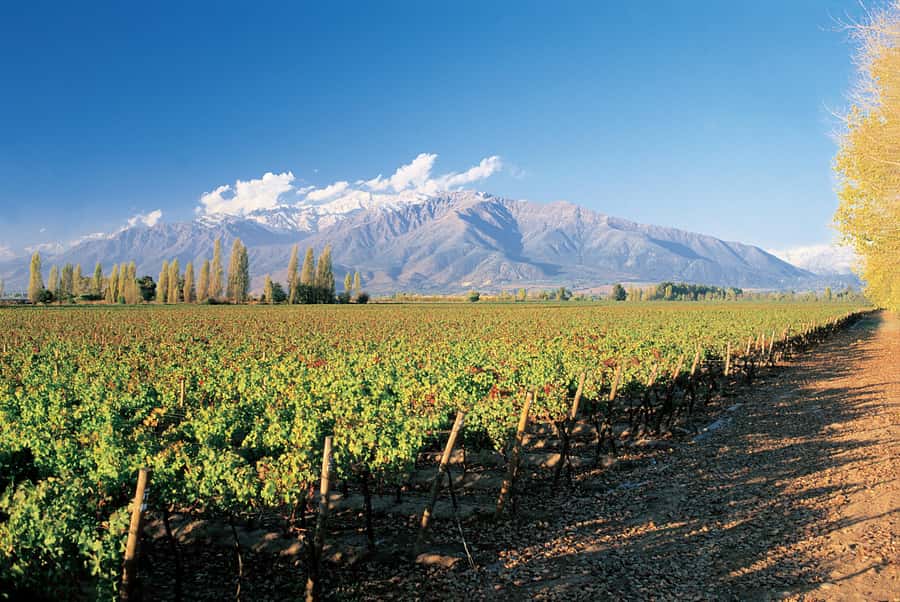 Santiago: Main Chilean Wineries Private Half-Day Tours - Leaving Santiago for the Maipo Valley
