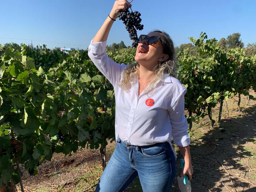 Santiago: Maipo Valley Wine Tasting Tour with 4 Vineyards - Campo La Quirinca brings wine down to earth