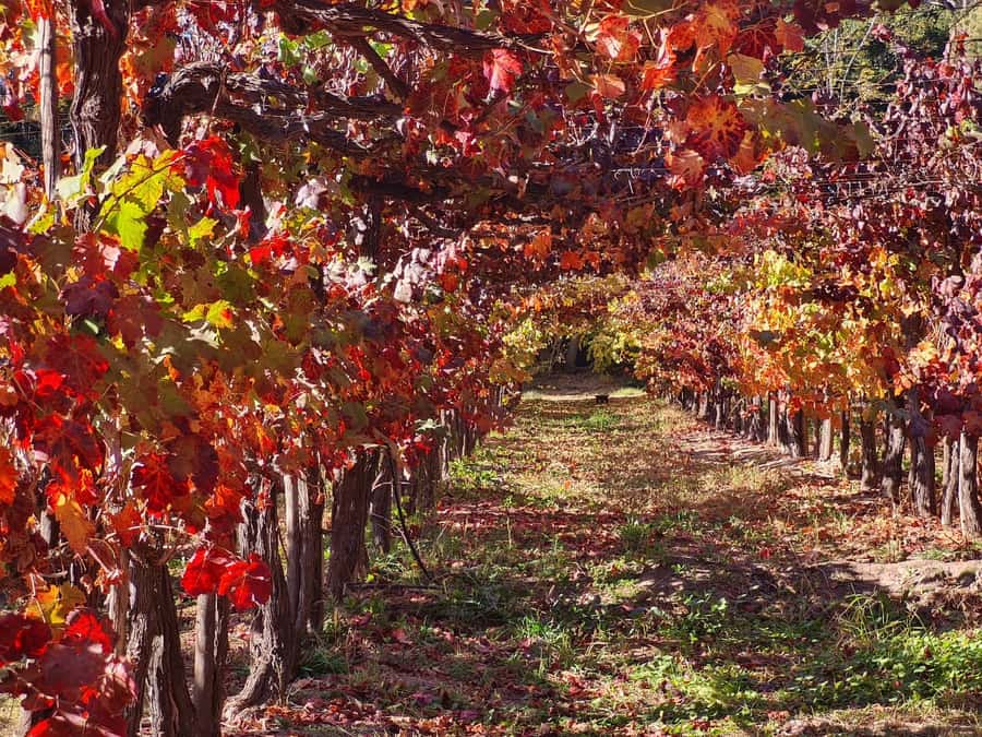 Santiago: Maipo Valley Wine Tasting Tour with 4 Vineyards - Undurraga closes with scale and tradition