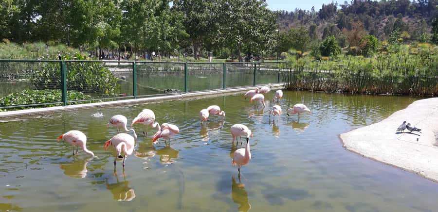 Santiago: Private Half-Day City Tour - Andes views and the shape of the city