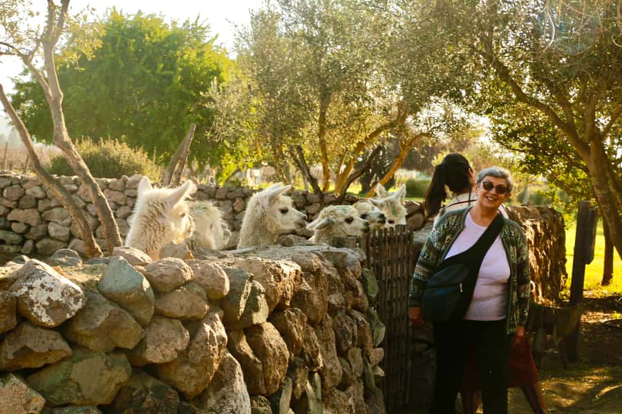 Santiago: Viña del Mar, Valparaiso, with Wine Tasting - Casablanca Valley and the wine tasting