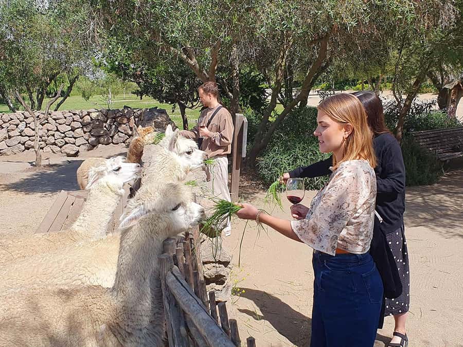 Santiago: World-class Wines, Visit to 4 Vineyards and Tanino - Viñamar: sparkling wine and a more established feel