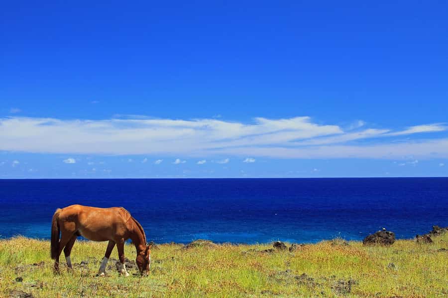 Terevaka Horse Excursion: The highest point and 360° view. - Riding the trained horses toward Terevaka