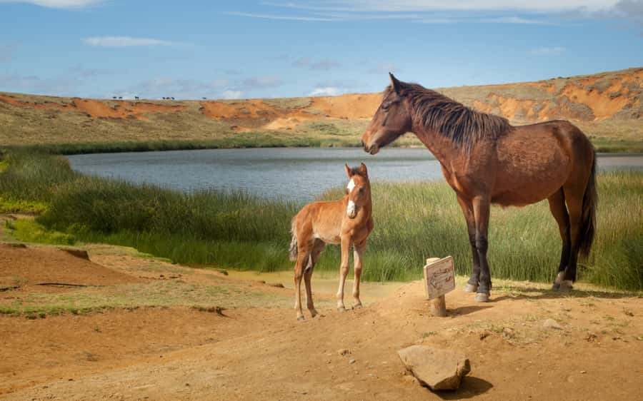 Terevaka Horse Excursion: The highest point and 360° view. - Is $130 a fair price?