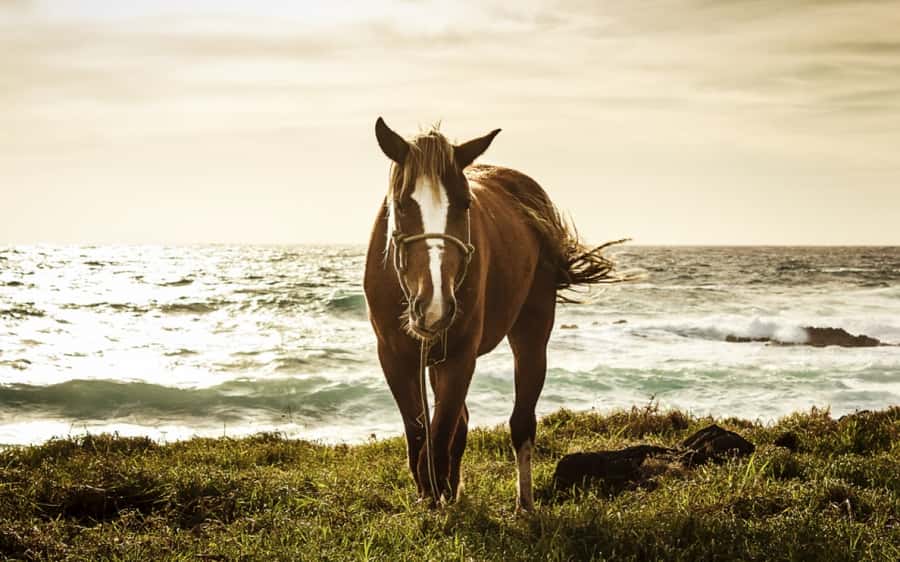 Terevaka Horse Excursion: The highest point and 360° view. - Who should book this ride