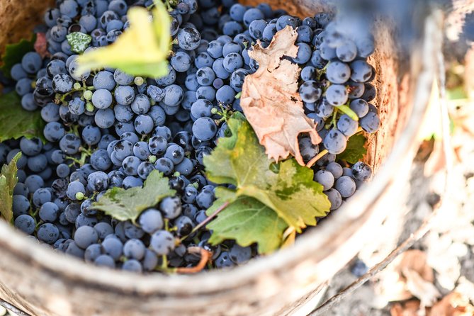 "Tour Tradicional" Viña Cousiño Macul Oficial portugués - A degustação de três vinhos