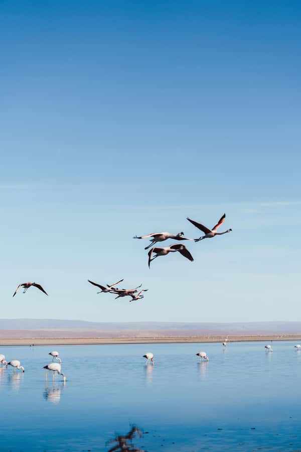 Triple tour: Red stones, highland lagoons and Chaxa Lagoon - Transport, altitude, and physical demands