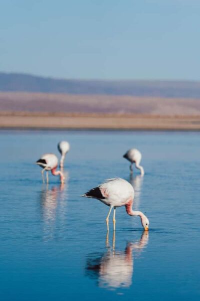 Triple tour: Red stones, highland lagoons and Chaxa Lagoon