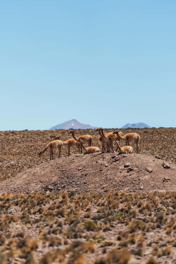 Triple tour: Red stones, highland lagoons and Chaxa Lagoon - Socaire and the human side of the high plateau