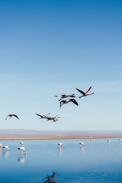 Triple tour: Red stones, highland lagoons and Chaxa Lagoon - Miscanti and Miñiques: blue water beneath volcanoes