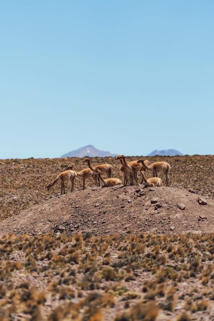 Triple tour: Red stones, highland lagoons and Chaxa Lagoon - Lunch in a quiet desert setting